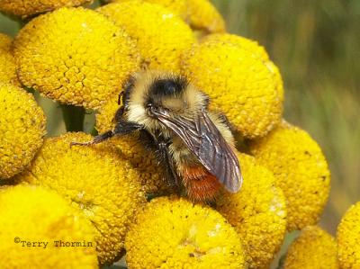 - Bombus ternarius - Tricolored Bumblebee 1a.jpg