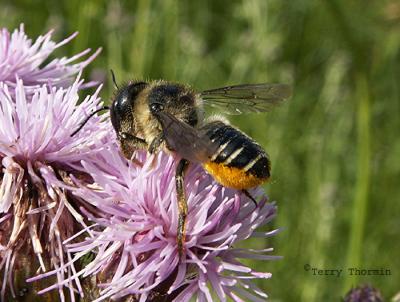 Leaf-cutter Bee - Megachile sp. 1Bee F1.JPG