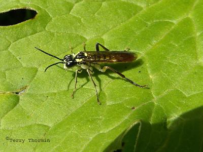 g3/59/628959/3/54734890.SawflyTenthredinidaeA1.jpg