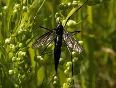 Black Crane Fly - Nephrotoma altissima 1aJPG