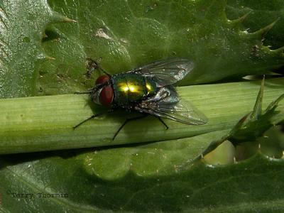 Lucilia sp. - Greenbottle Fly jpg