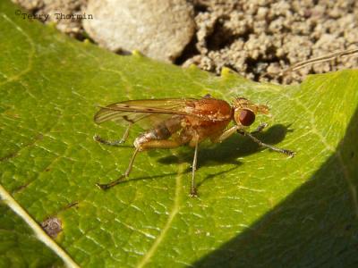 Marsh Flies - Sciomyzidae