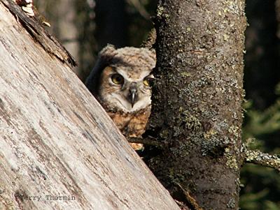 Great Horned Owl young 1.JPG