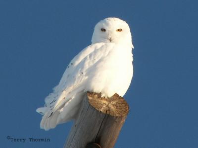 Snowy Owl male 1.JPG