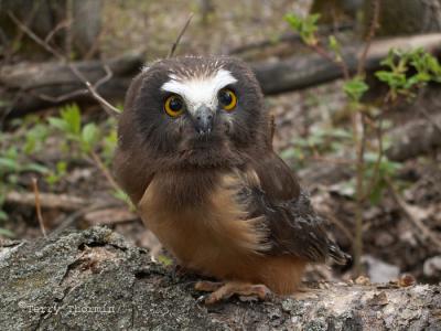 Saw Whet Owl young 2.JPG