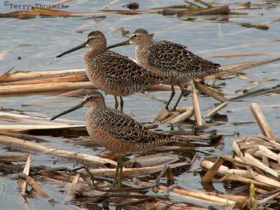 Long-billed Dowitchers.JPG