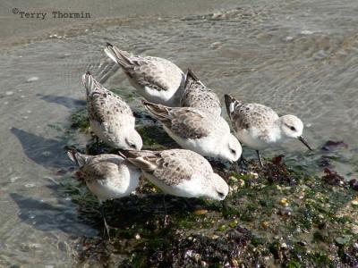 Sanderlings.JPG