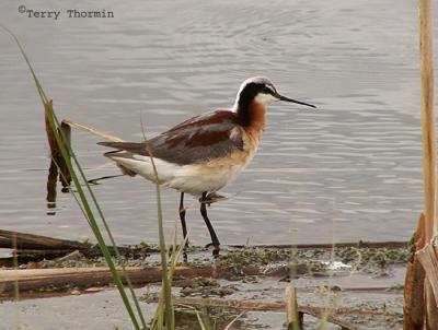 Wilsons Phalarope female.JPG