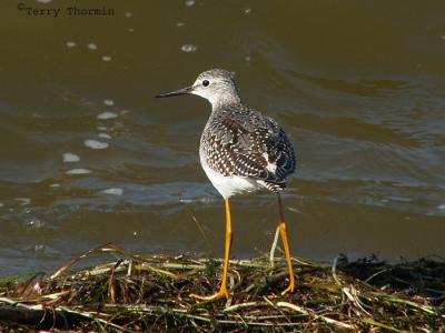 Lesser Yellowlegs 6.jpg