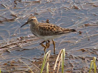 Pectoral Sandpiper 1.JPG