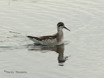 Red-necked Phalarope non-breeding 1.JPG