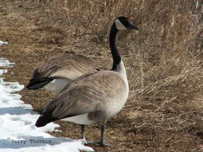 Canada Goose 1.JPG