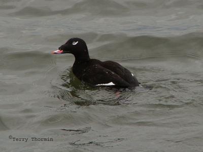g3/59/628959/3/54768603.WhitewingedScoterVancouver1a.jpg