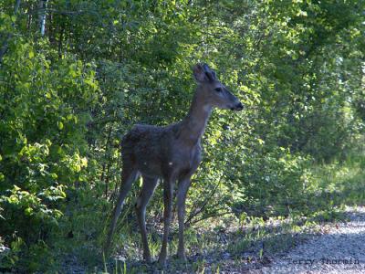 White-tailed Deer young buck 1.jpg