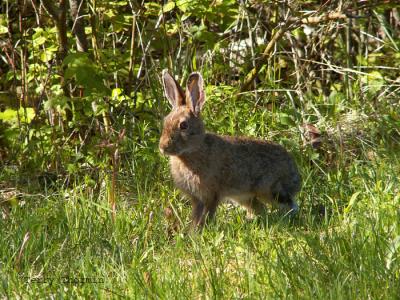 Varying Hare 1.jpg