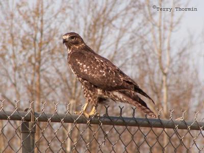 Red-tailed Hawk immature.JPG