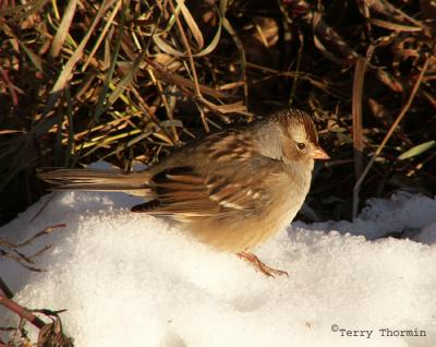 White-crowned Sparrow immature.JPG