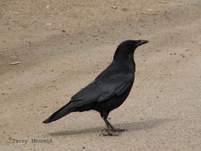 American Crow.JPG
