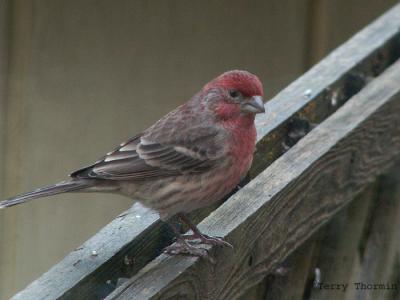 House Finch.jpg