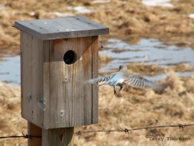 Mountain Bluebird female coming to nest box.JPG