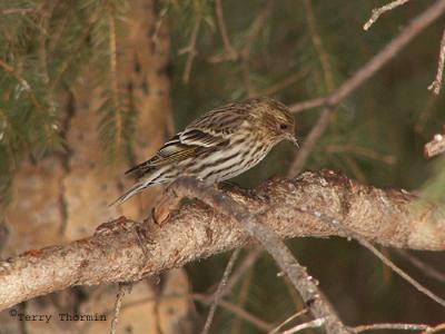g3/59/628959/3/55237601.PineSiskin.jpg