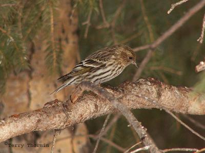 Pine Siskin.JPG