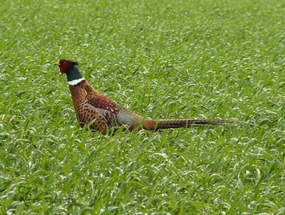 g3/59/628959/3/55237652.RingneckedPheasant.jpg