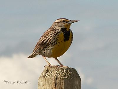 g3/59/628959/3/55276941.WesternMeadowlark3.jpg