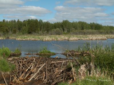 Beaver Dam and Pond near Wakamao Lake.JPG