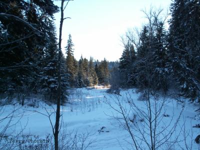 Whitemud Creek in winter.JPG