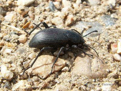 Darkling Beetles - Tenebrionidae