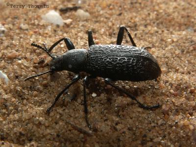 Roughened Darkling Beetle - Upis ceramboides 1.jpg