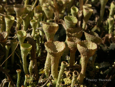 Cladonia chlorophaea (False Pixie Cup).JPG