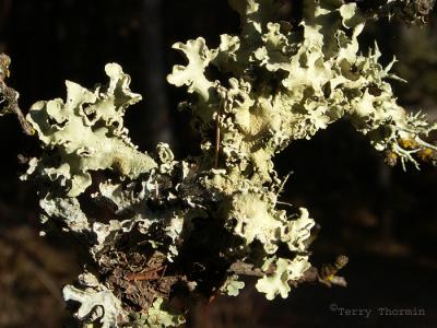 Unidentified Lichens 1.jpg