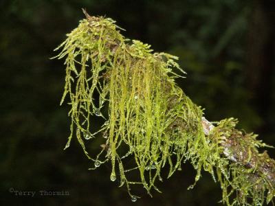 Antitrichia curtipendula (tentative) - Moss.jpg