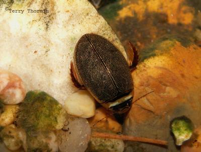Graphoderus perplexus - Predaceous Diving Beetle 1a.jpg