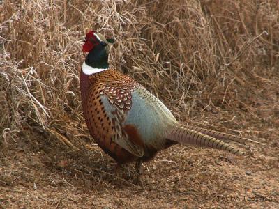 Ring-necked Pheasant 2.jpg