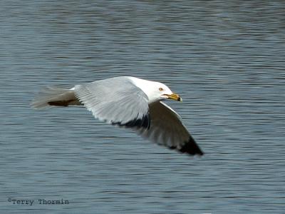 Ring-billed Gull in flight.jpg