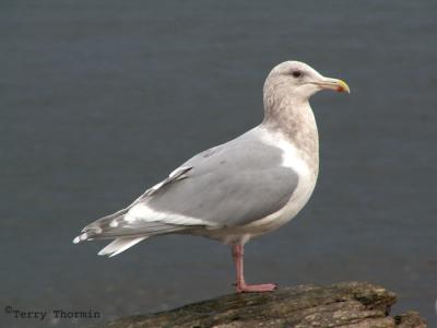 Glaucous-winged Gull Qualicum Beach 1a.jpg