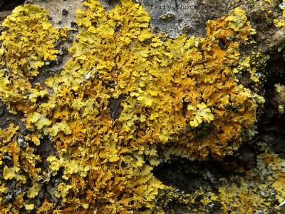 Xanthoria fallax - Powdered Orange Lichen.jpg