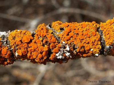 Xanthoria polycarpa - Pincushion Orange Lichen.jpg