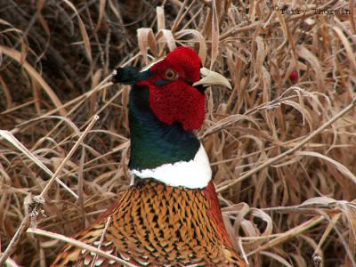 Ring-necked Pheasant 4a copy.jpg