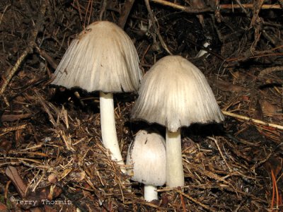 Coprinus sp. - Inky Cap Mushroom A2.jpg