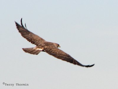 Swainsons Hawk in flight 1.jpg