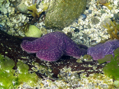 Common Purple starfish.jpg