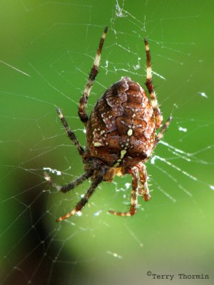 Araneus diadematus - Cross Spider 3.jpg