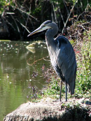 Great Blue Heron 2.jpg