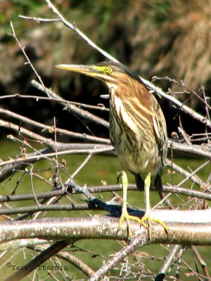 Green Heron immature 2.jpg