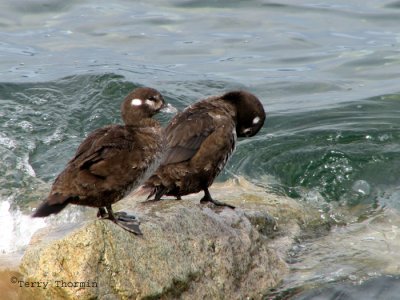 Harlequin Ducks 1.jpg