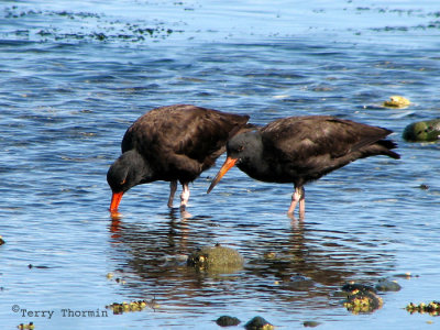 Black Oystercatchers adult and immature 1.jpg